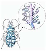 Дыхания органы (дыхательная система насекомого)