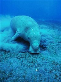 Дюгонь (Dugong dugon)