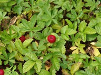 Дюшения индийская – Duchesnia indica (Andr.) Focke (1)