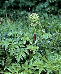 Дягиль лекарственный