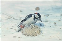 Дятлы (большой пестрый дятел)