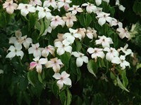 Дёрен Коуза, дерен японский, циноксилон японский – Cornus kousa (Buerger ex Miq.) Hance. (1)