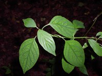 Дёрен душистый, небесно-голубой, свидина душистая – Cornus amomum Mill.