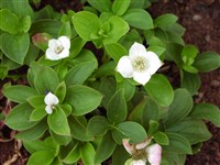 Дёрен канадский – Cornus canadensis L. (1)