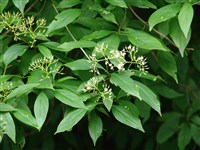 Дёрен кистевидный, метельчатый, белоснежный, свидина кистевидная – Cornus racemosa Lam. (1)