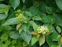 Дёрен кроваво-красный, лесной, глог, свидина кроваво-красная – Cornus sanquinea L. (1)