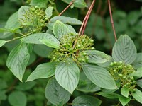 Дёрен морщинистый, свидина морщинистая – Cornus rugosa Lam.