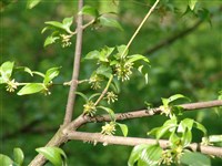 Дёрен мужской, кизил обыкновенный – Cornus mas L. (1)