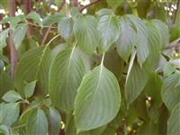 Дёрен очереднолистный, кизил-пагода, кизил очереднолистный – Cornus alternifolia L.f.