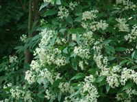 Дёрен прямой – Cornus stricta Lam.