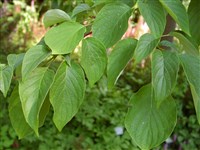 Дёрен спорный, ботрикариум спорный – Cornus controversa Hemsl.