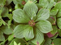 Дёрен уналашкинский – Cornus x unalaschkensis Ledeb.