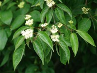 Дёрен шероховатолистный – Cornus asperifolia Michx.