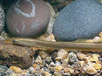 ЕВРОПЕЙСКАЯ РЕЧНАЯ МИНОГА