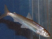 ЕВРОПЕЙСКАЯ РЯПУШКА