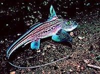 ЕВРОПЕЙСКАЯ ХИМЕРА (Chimaera monstrosa)