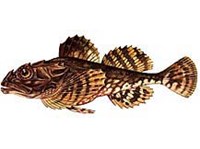 ЕВРОПЕЙСКИЙ КЕРЧАК (рисунок)