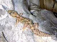 ЕВРОПЕЙСКИЙ ЛИСТОПАЛЫЙ ГЕККОН (Phyllodactylus europaeus)