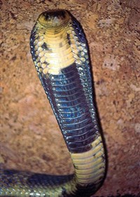 ЕГИПЕТСКАЯ КОБРА