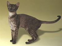 ЕГИПЕТСКИЙ МАУ