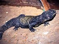 ЕГИПЕТСКИЙ ШИПОХВОСТ (Uromastics aegyptius)