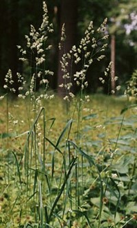 ЕЖА сборная