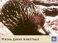 ЕХИДНЫ (звери)