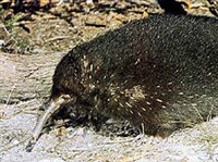 ЕХИДНЫ (звери) (Проехидна)