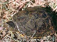 Европейская болотная черепаха (Emys orbicularis)