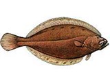 Европейская камбала-ерш (рисунок)