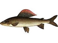 Европейский хариус (рисунок)