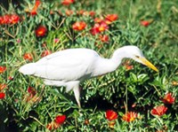 Египетская цапля