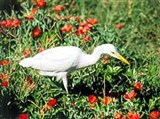 Египетская цапля (Bubulcus ibis)