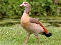 Египетский гусь