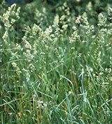 Ежа сборная (заросли)