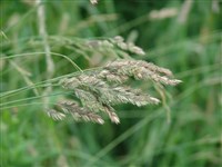 Ежа сборная – Dactylis glomerata L. (1)