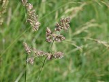 Ежа сборная – Dactylis glomerata L. (2)