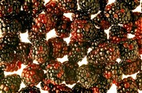 Ежевика [кулинария]