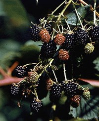 Ежевика сизая