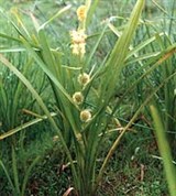 Ежеголовник