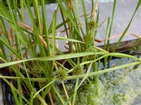 Ежеголовник всплывающий, простой – Sparganium emersum Rehmann.