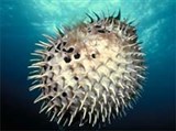 Ежи-рыбы (в раздутом состоянии)