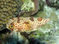 Ежи-рыбы (в спокойной состоянии)