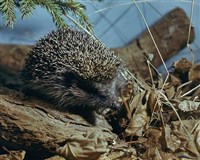 Еж обыкновенный