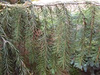 Ель Бревера – Picea breweriana S.Wats. (1)