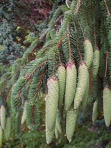 Ель Бревера – Picea breweriana S.Wats. (2)