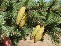Ель Шренка, тянь-шаньская – Picea schrenkiana Fish. et Mey.