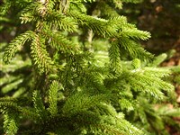 Ель восточная – Picea orientalis Carr.