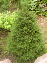 Ель колючая, американская колючая, колорадская, голубая – Picea pungens Engelm. (2)