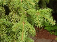 Ель корейская – Picea koraiensis Nak.